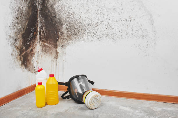Best Residential Mold Removal  in Forest Lake, IL