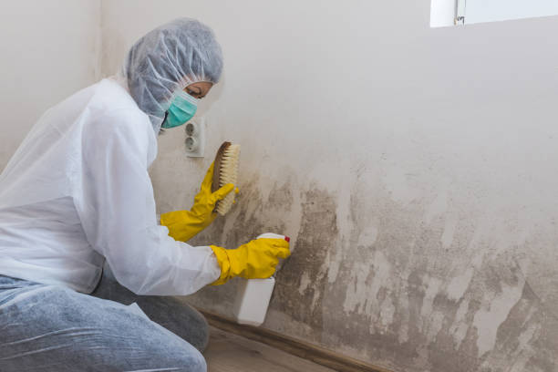 Best Toxic Mold Removal  in Forest Lake, IL