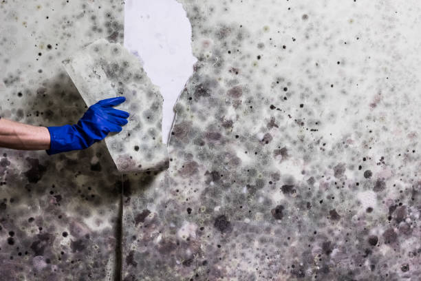 Best Attic Mold Removal  in Forest Lake, IL