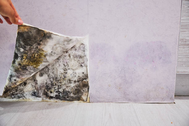 Best Office Mold Removal Services  in Forest Lake, IL